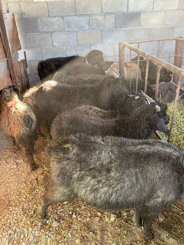 дом кошек: Продаю | Коза (самка), Козлёнок — 1