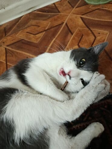 кошка рэгдолл: Кошка даром: Беспородная, 7 месяцев, Девочка, Кастрирована, Приучена к лотку, Проглистована — 3