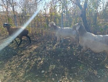 Иттер: Сатам | Ургаачы кой (ургаачы) | Көбөйтүү үчүн | Ургаачы — 2