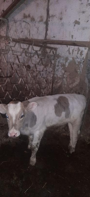кожа коровы: Продаю | Музоо, торпок | На откорм — 3