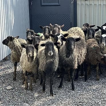 Баран, овца: Продаю | Овца (самка), Ягненок, Баран (самец) | Гиссарская, Арашан, Романовская | Для разведения | Племенные, Матка, Ярка — 1