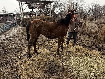 бенгальские кошка: 1,5жаш — 3