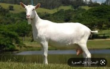 Козье молоко без привкуса 250-сом - Натуральное козье молоко — свежее at lalafo.kg Козье молоко без привкуса 250-сом - Натуральное козье молоко — свежее