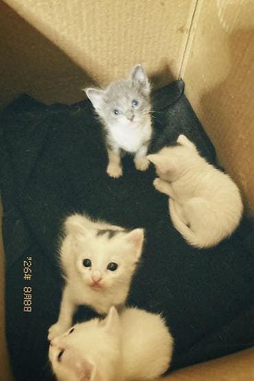 вислоухая кошка цена: Котята, 4 малышей. В кара-Балте - Окрас: три белых (у двоих — серые — 4
