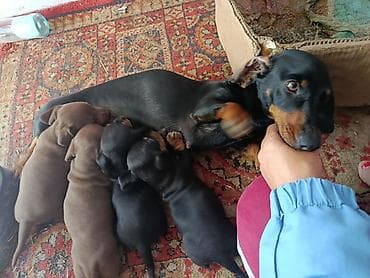 порода такса: Щенки таксы, гладкошерстные, стандарт/мини - Окрас: шоколад с — 7