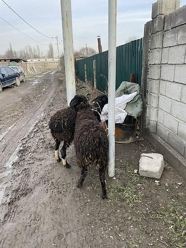 Продаю | Овца (самка) | Для разведения | Ярка