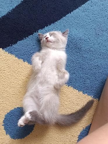 черные котята купить: Кошка даром: Беспородная, 2 месяца, Мальчик, Приучена к лотку — 1