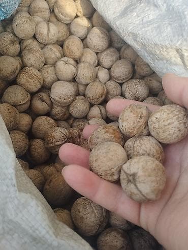 Сүт азыктары жана жумурткалар: Грецкий орех в скорлупе - Калибр: средний, округлой формы, ровная — 2