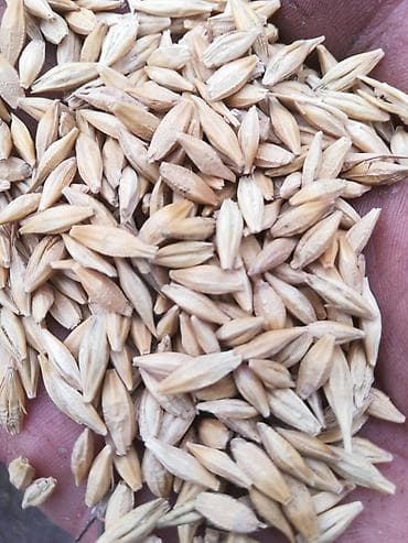 куда можно отдать собаку в бишкеке: Семенной ячмень нутанс и Арпа ячмень сорт Байчечекей местный — 1