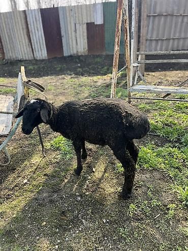 живой баран: Продаю | Баран (самец), Ягненок | На забой | Кастрированные — 1
