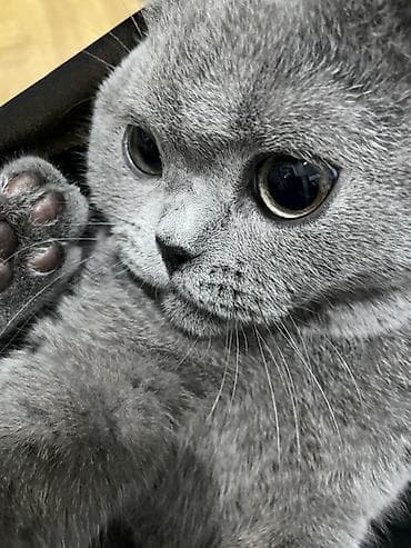 Британский короткошёрстный котёнок, окрас голубой (blue). Идет в — 1