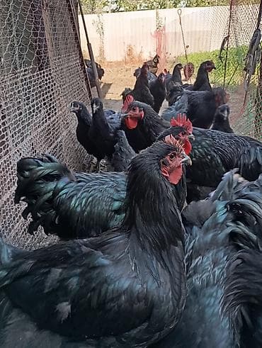 Продаю | Инкубационные яйца