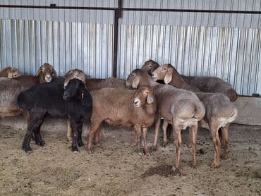 дойних коров: Продаю | Овца (самка) | Арашан | Для разведения | Матка — 1