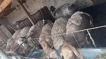 Ветеринар кызматы: Сатам | Кочкор (эркек) | Арашан | Көбөйтүү үчүн | Асыл тукумдуу, Жасалма жол менен боозутуу — 6