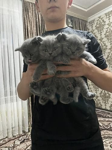 британская голубая короткошерстная кошка: Британские короткошёрстные котята, окраса сплошной голубой (blue). Три — 2