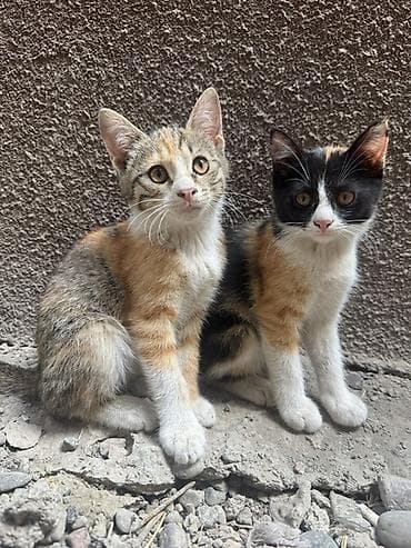 🐾 Ищу дом для трёх маленьких пушистиков ❤️ У нас дома появились три — 1