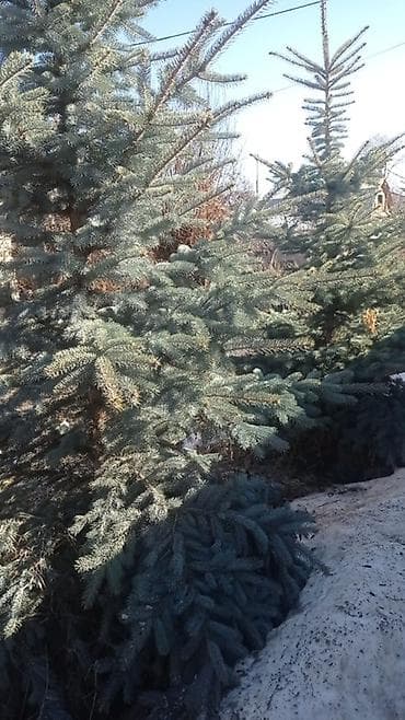 туя голубая ёлка: Ель голубая (Picea pungens, «голубая ель») - Декоративные — 2