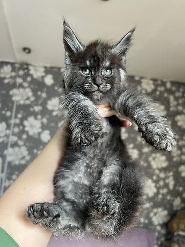 коты белый: Мейн-кун котёнок, окрас чёрный дым (black smoke). Описание: - Ярко — 2
