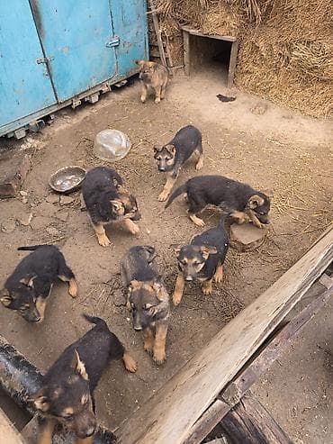 бекер уй: Щенки породного типа немецкой овчарки - Окрас: классический чепрачный — 3