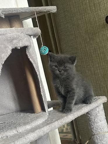 голубая вислоухая кошка: Британская короткошёрстная, 2 месяца, Девочка, Серый, Приучена к лотку — 2