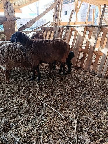 парода ала тоо: Продаю | Овца (самка) | Для разведения — 7