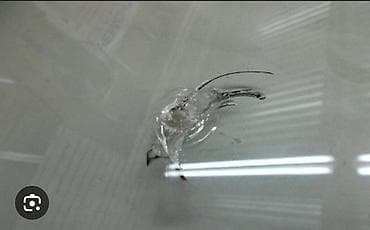 ремонт стеклянных столов: Ремонт сколов и трещин на автомобильных стёклах Профессиональное — 3