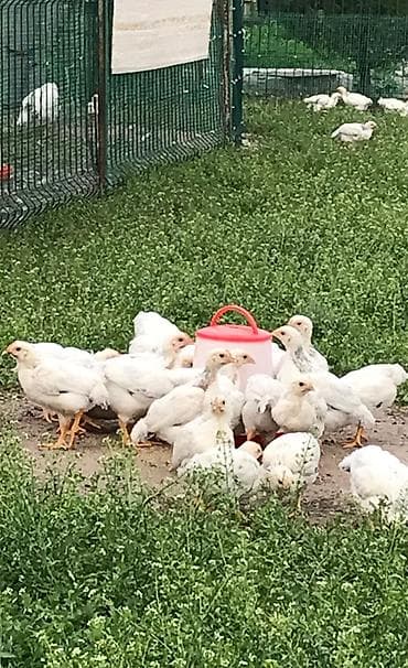 черная курица: Продаю | Куры, Цыплята — 3