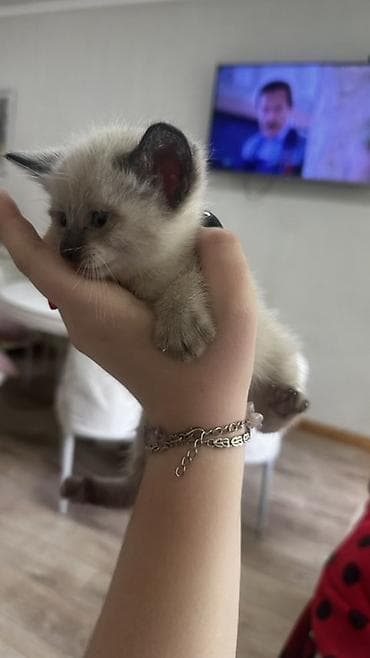 кошки милые: ОТДАДИМ БЕСПЛАТНО Котята домашние, ручные, от ласковой кошки. Разные — 5