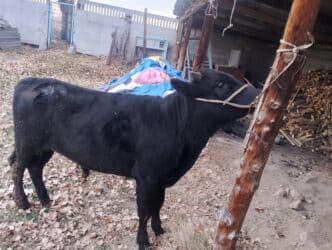 хочу купить щенка немецкой овчарки: Продаю | Бык (самец) | Ангус | На откорм, На забой, Для разведения | Искусственник — 5