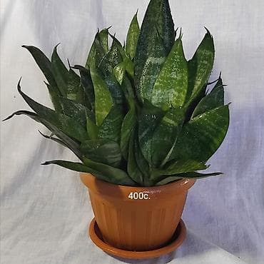 делал: Очищает воздух лучше большинства комнатных растений — это доказано — 5