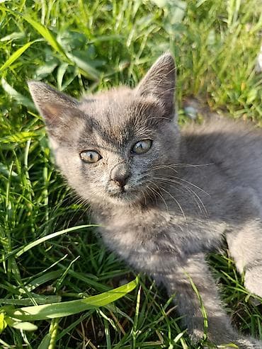 Мышыктар: 🐱 Отдаем котят в добрые руки 🐱 Ищем любящих и ответственных хозяев — 2