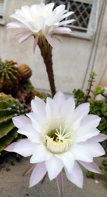 1)Кактус Эхинопсис ( цветет часто, вместе с коричневым горшочком at lalafo.kg 1)Кактус Эхинопсис ( цветет часто, вместе с коричневым горшочком