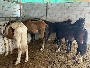 Грызуны: Продаю | Жеребенок | Полукровка | Для разведения — 3