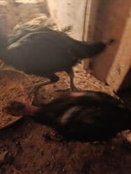 продажа домашних животных: Сатам | Тооктор, Балапандар | Дакан | Тебиштирүү үчүн — 8