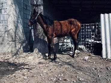 купить паука: Продаю | Конь (самец) — 3