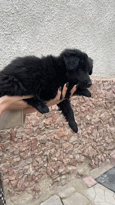Услуги ветеринара: Щенки метисы, черные пушистые, с белыми отметинами на груди и лапках — 7