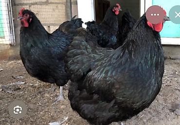 Продаю | Куры | Для разведения