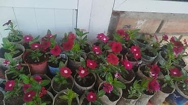 фикус триангулярис: Рассада и комнатные растения в горшках Предлагаются: - — 1