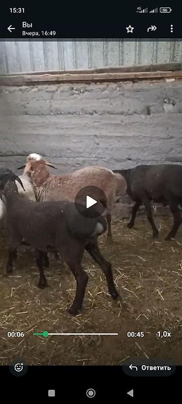собака овчарки: Продаю | Баран (самец) | На забой — 2