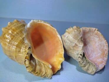 семена арбузы: Ракушки. Привезены с Чёрного моря. Цена за все — 9