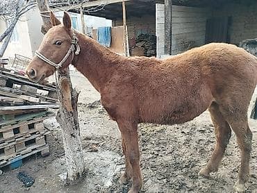 Аквариумы: Продаю | Конь (самец) | Дончак | Конный спорт | Мерин — 5