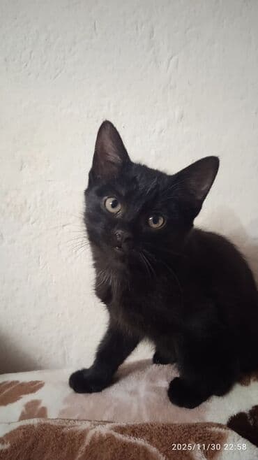 цена шотландской вислоухой кошки: Котята в добрые и ответственые руки. Кушают все и китекет тоже. Кашку — 5