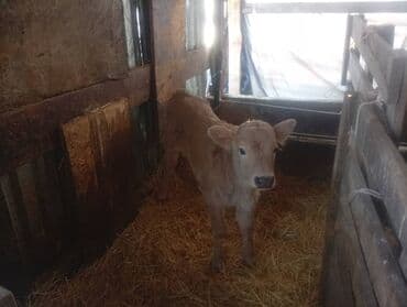 Продаю | Музоо, торпок | Полукровка | На откорм | Искусственник