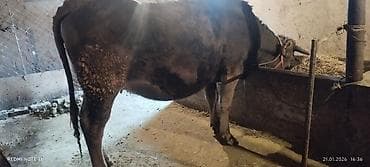 корова джерси: Продаю | Тёлка | Полукровка | Для разведения | Стельные — 6