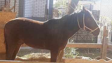 Аквариумы: Продаю | Жеребец | Для разведения | Племенные — 2