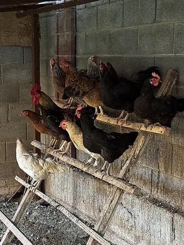 кремация животных бишкек: Продаю | Куры | Домашняя | Несушки — 2