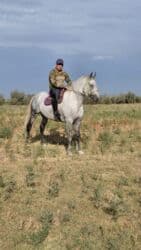 кыргыз довот ит: 350000 сом бишкек шаарында жылкы срочно сатылат алам дегендер чалгыла — 1