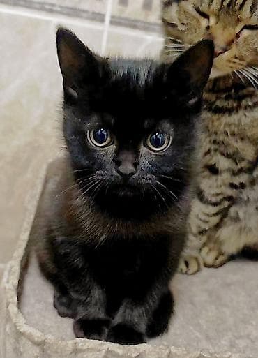 котята скоттиш страйт: Скотиш Страйт (Шотландская прямоухая), 3 месяца, Девочка, Черный, Приучена к лотку, Проглистована — 3