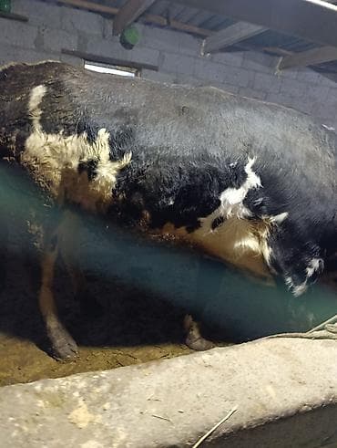 Үй жаныбарлары: Сатам | Бука (эркек) | Бордоп семиртүү үчүн | Байланган — 2