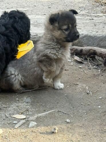 Ит кууту: Щенки метисы, маленькие пушистые комочки с выразительными мордочками и — 4